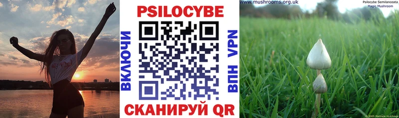 Галлюциногенные грибы Psilocybe Подольск